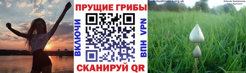 kraken ССЫЛКА  Болотное  Псилоцибиновые грибы MAGIC MUSHROOMS 